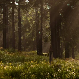 Sonnenlicht fällt durch Bäume in einem grünen Wald