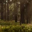 Sonnenlicht fällt durch Bäume in einem grünen Wald