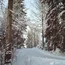 Schneebedeckter Waldweg mit verschneiten Bäumen an einem klaren Wintertag