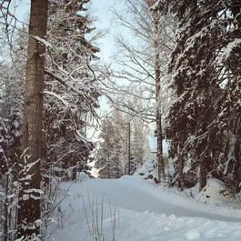 Schneebedeckter Waldweg mit verschneiten Bäumen an einem klaren Wintertag